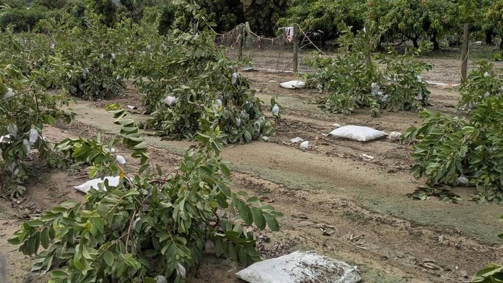 高雄爭取丹娜絲颱風第三波農損補助　7/11起開放申請