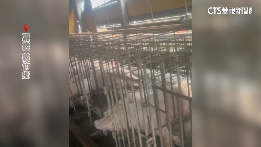 復電竟漏電！　養豬場「百頭豬」被電死損百萬