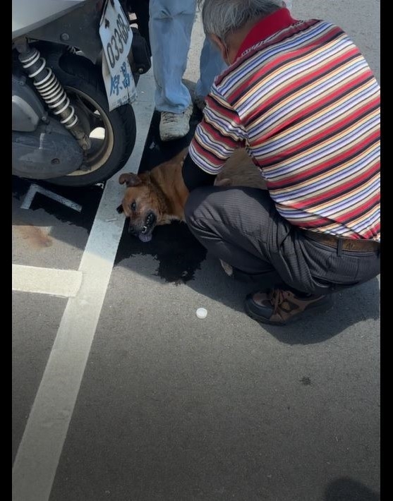 飼主注意！未妥善照顧毛孩致熱衰竭死亡　新北重罰1.5萬元