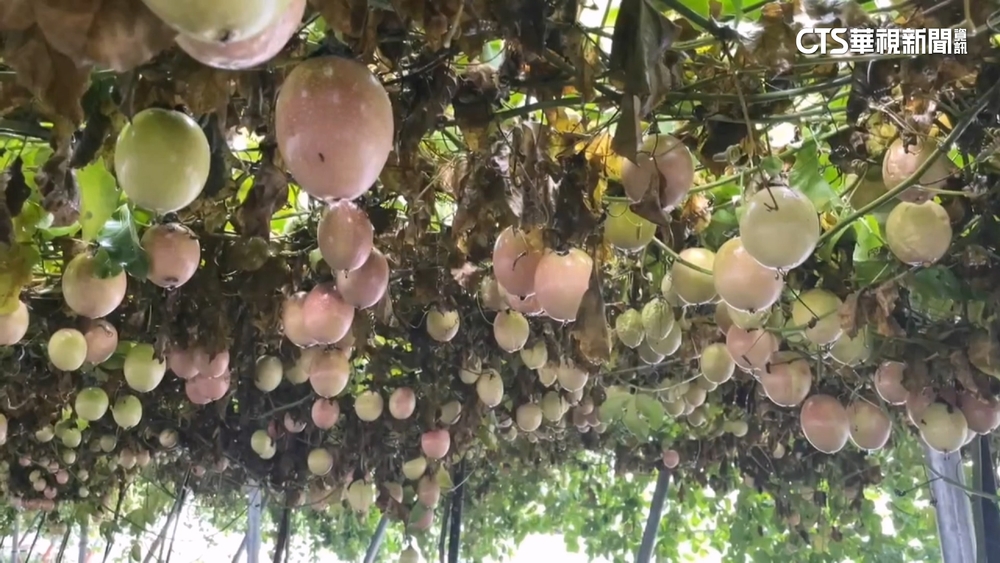 雨炸後農損慘！　果農.蔥農憂難收成「求助政府」