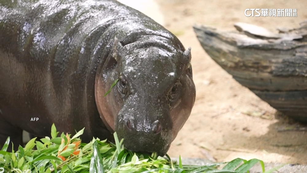 泰超人氣河馬「彈跳豬」滿1歲　連辦4天生日派對好嗨