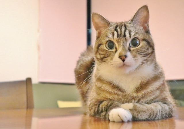 貓咪為何愛鑽箱子？日網曝「3原因」包裹紙箱別急著丟