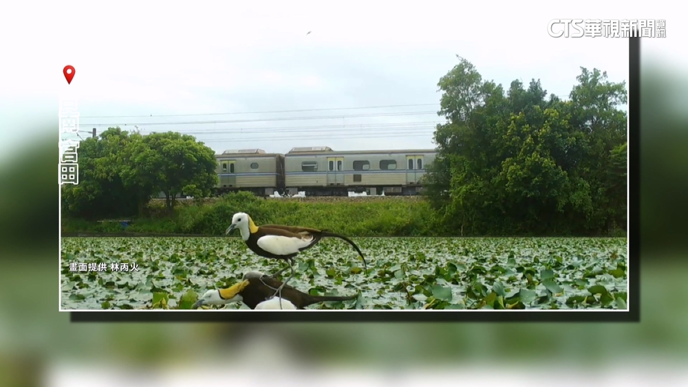 「水雉守護者」菱角田遇颱全毀　網發起認購挺農民