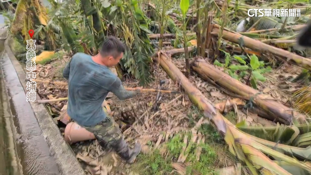 貸款500萬種香蕉被颱風掃光　返鄉青農悲：什麼都沒了