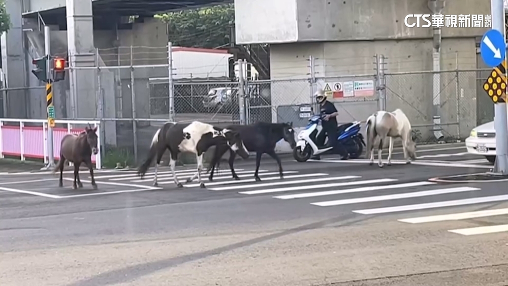 真正的「馬」路！　疑圍欄鬆動4匹馬離家出走　警依法開罰