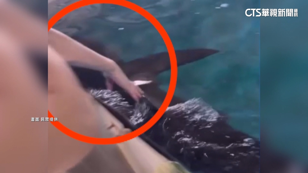 遊客違規硬抓鯊魚背鰭！　業者批不文明　幸魚未受傷