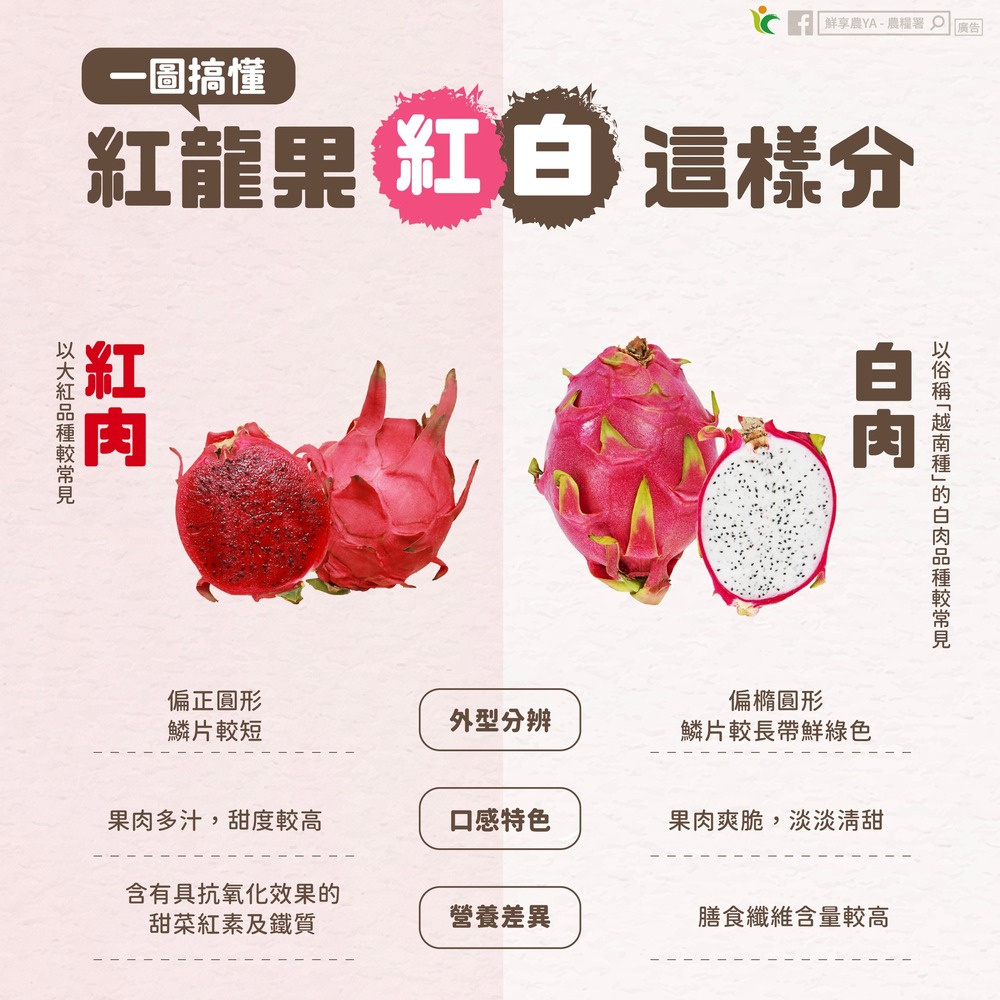 火龍果紅、白肉怎麼分？農糧署曝「3大差異」　營養又消暑