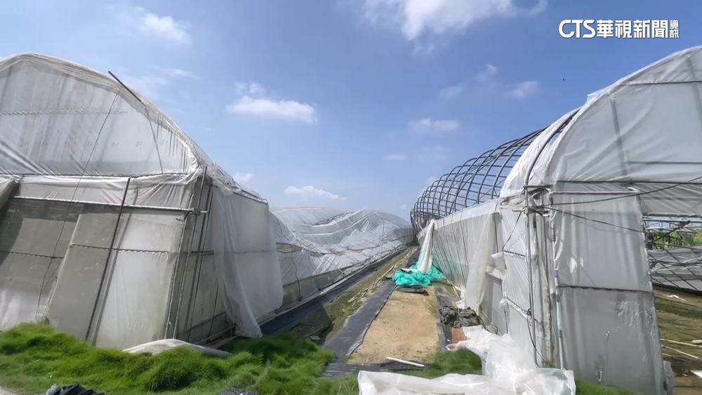 溫網室蟑螂出沒颱風災區　騙取嘉義農民血汗錢