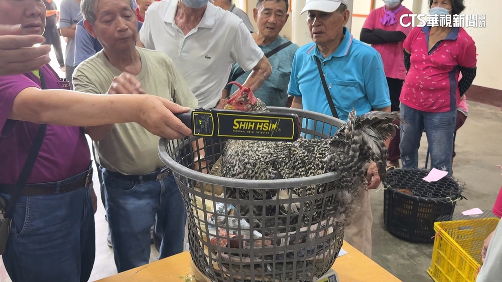 評大雞賽先驗身！金屬探測器狂叫　飼主：疑誤食金屬