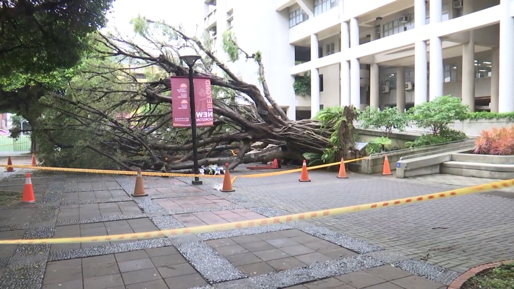 校園樹倒壓死碩士生！母控「學校想用公共意外結案」　逢甲大學：並無此事