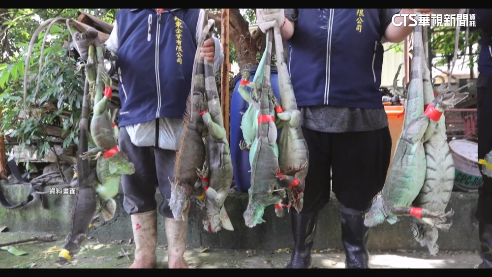 高雄「獵龍」2個月抓3.2萬隻　冠軍獎金破40萬