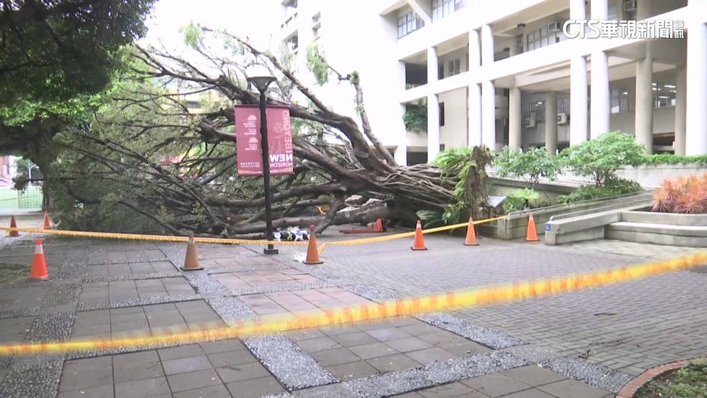 樹倒壓死兒　母控「欲以公共意外結案」　逢甲否認