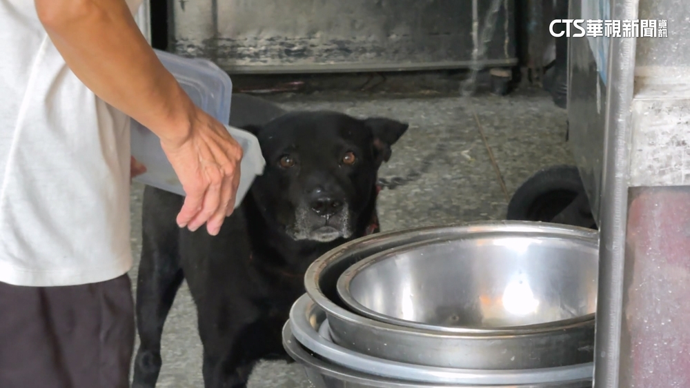 狗咬騎士嗆「是牠的自由」　小吃店老闆挨告：對方先挑釁