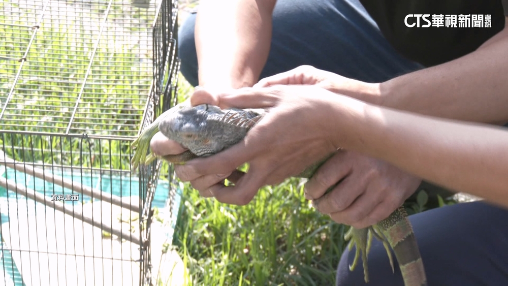 堪比一個人身高！　屏東獵龍高手捕獲「186cm」綠鬣蜥