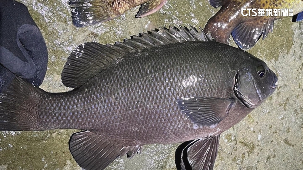 疑餐餐吃海魚　健檢腎功能剩一半.「砷」超標5倍