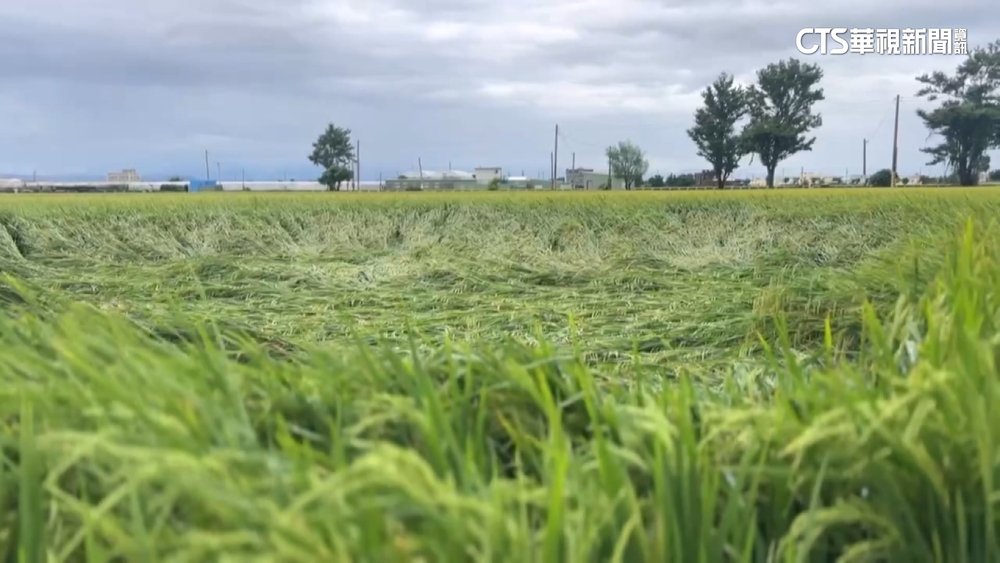 關稅台美第4輪磋商　楊儒門喊話稻米列談判紅線