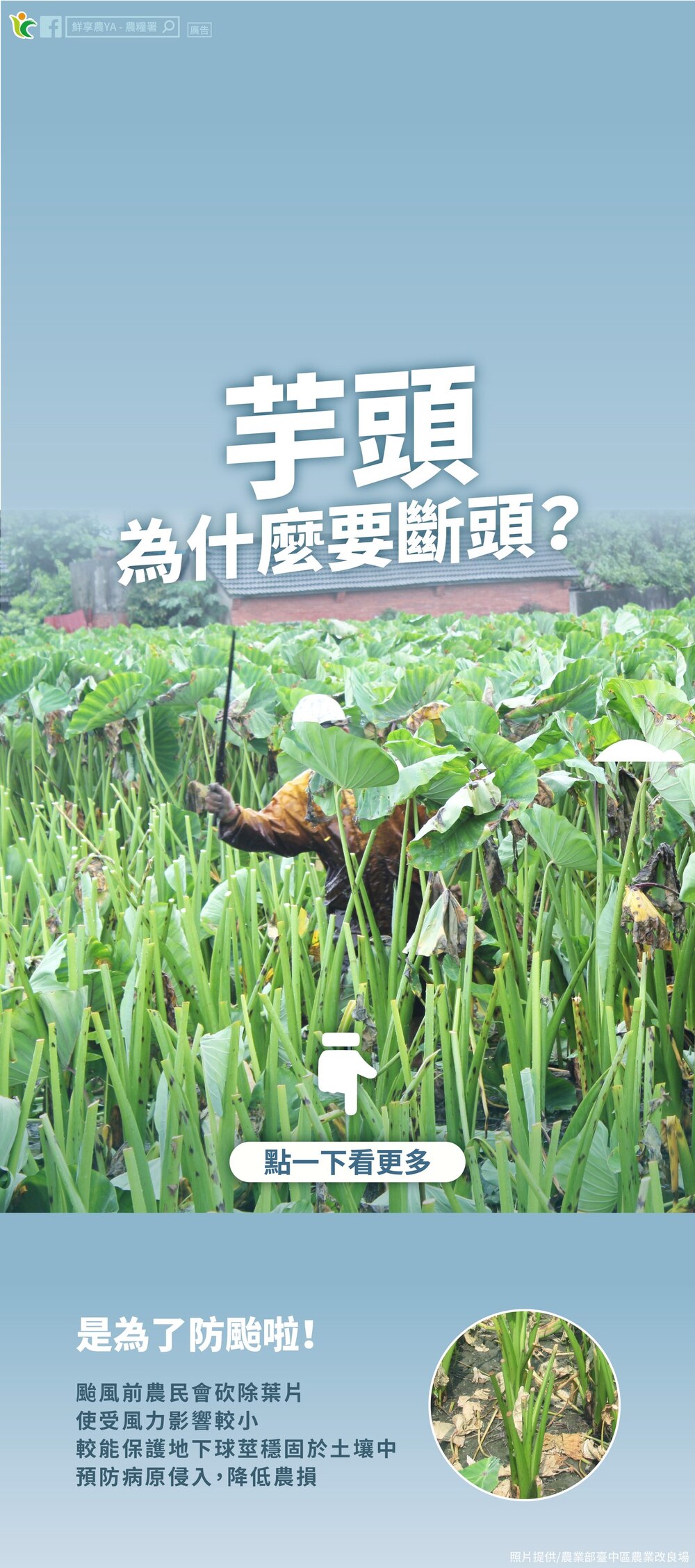 颱風前為何將芋頭「斷頭」？農糧署給答案