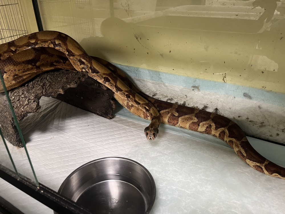 新北驚見2公尺大蛇「紅尾蚺」！工廠外「頭受傷長蛆」　動保處公告招領