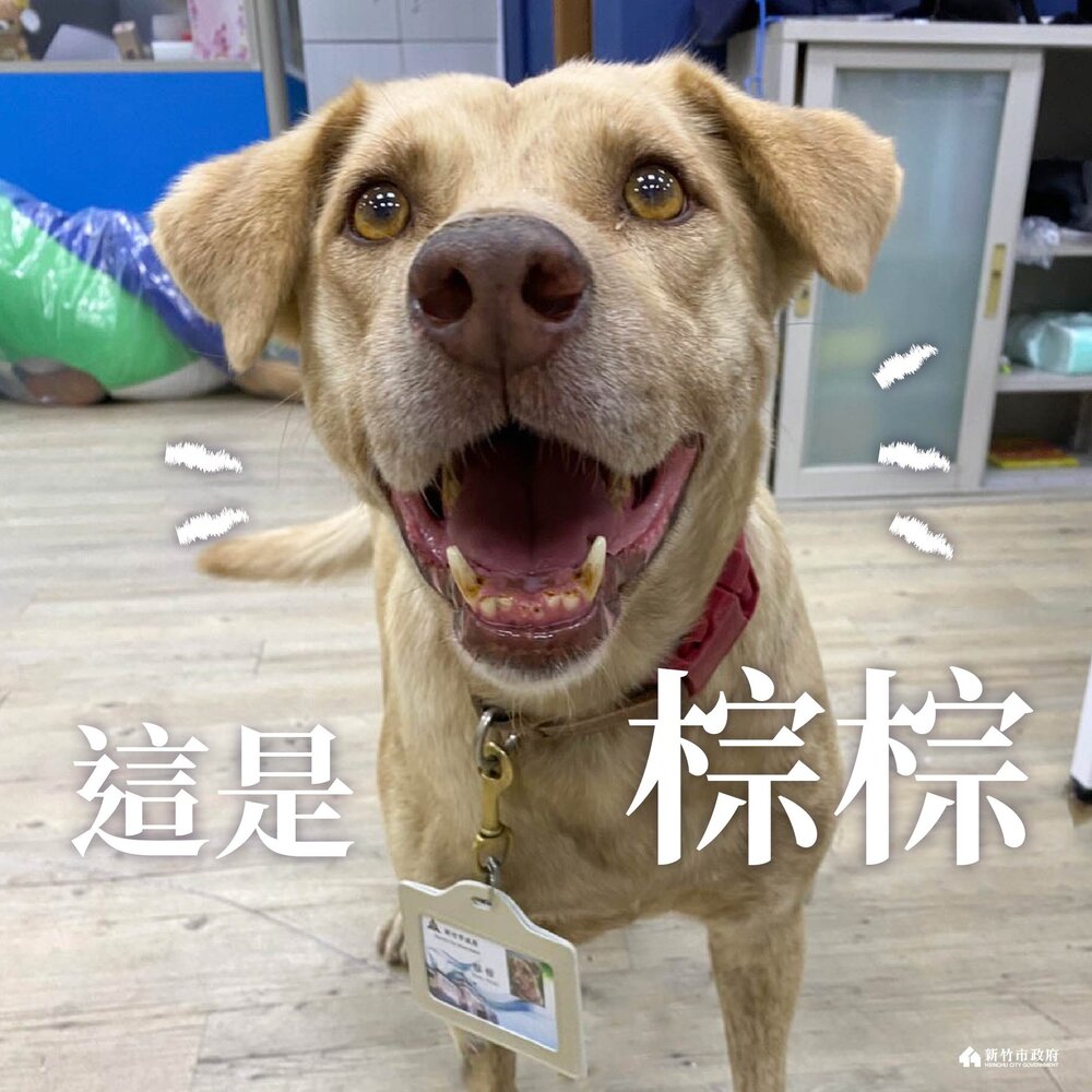 市府犬「棕棕」遭爆被棄養！　竹市府：前市府2021年送回收容所