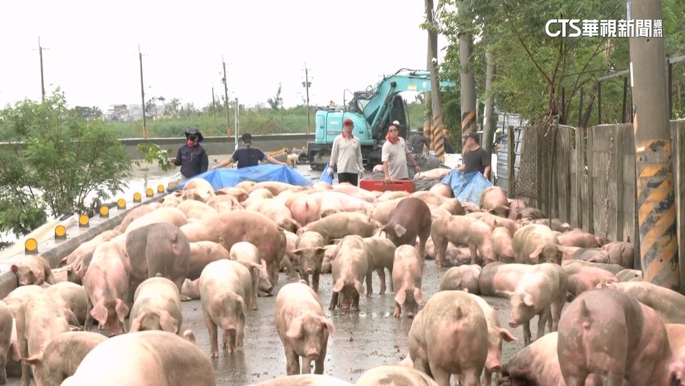 來不及逃...豬隻溺亡「剩不到一半」　業者損失破千萬