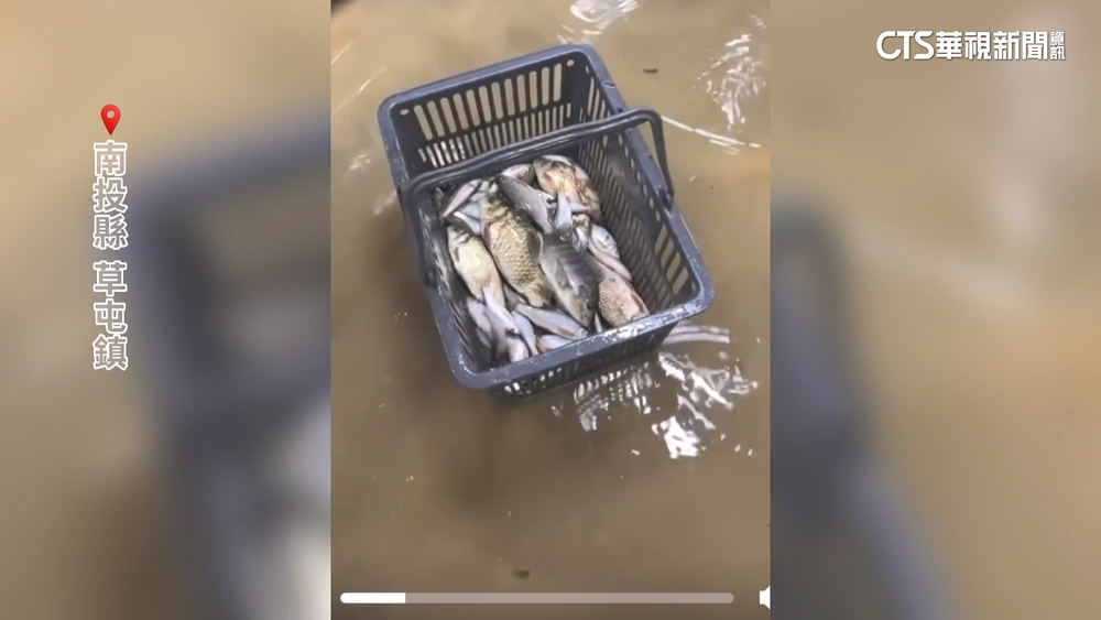 草屯陳府將軍廟前慘淹　「魚沖進超商」民眾撈起野放