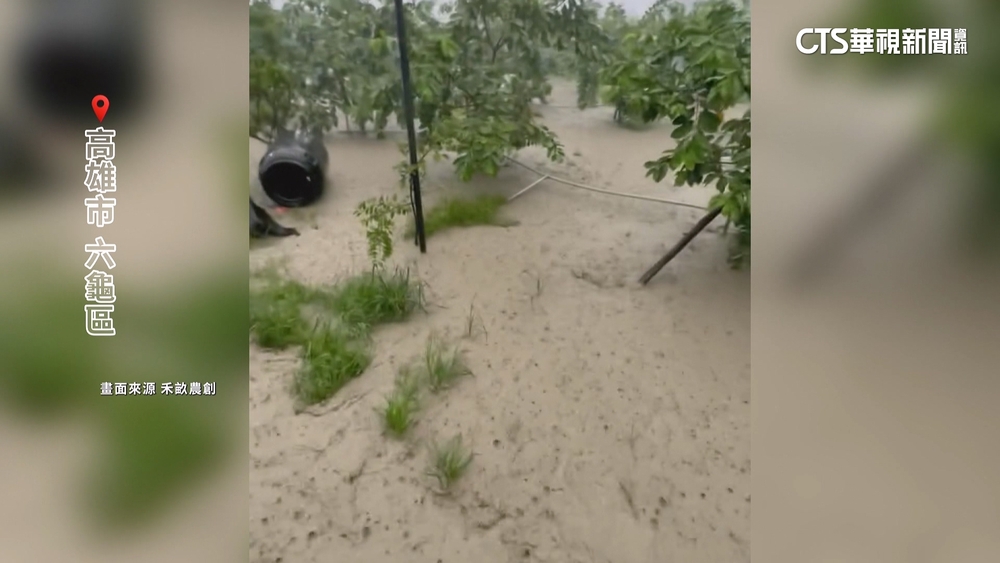 西南氣流擾大雨不斷！　高雄六龜芭樂園淹成汪洋