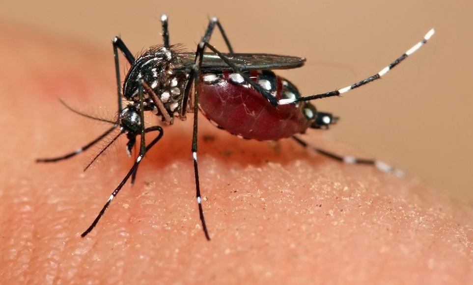 廣東爆「屈公病」疫情！醫示警「蚊子藏家中」　3措施防疾病上門