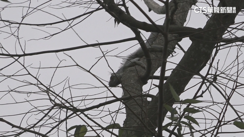 入侵景區！　嘉義民眾蘭潭演奏電吹管　綠鬣蜥趴樹幹上聽？！