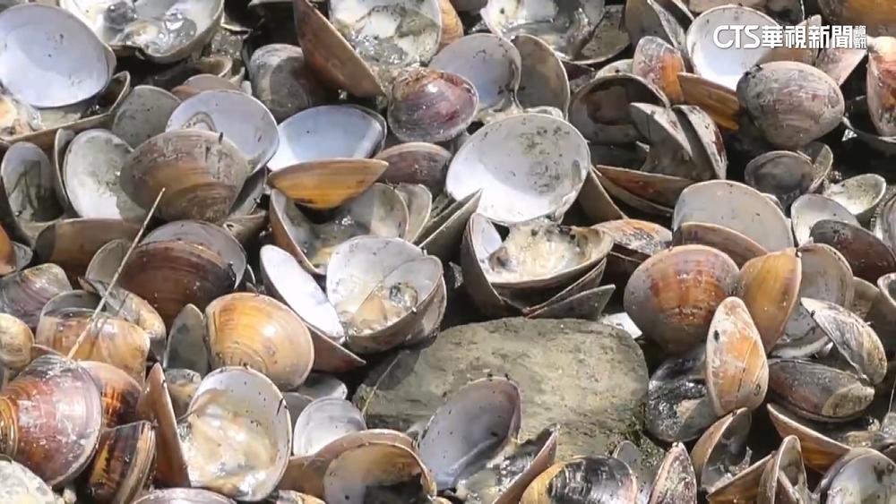 豪雨沖淡海水鹽分！雲林文蛤暴斃　蛤農損失百萬
