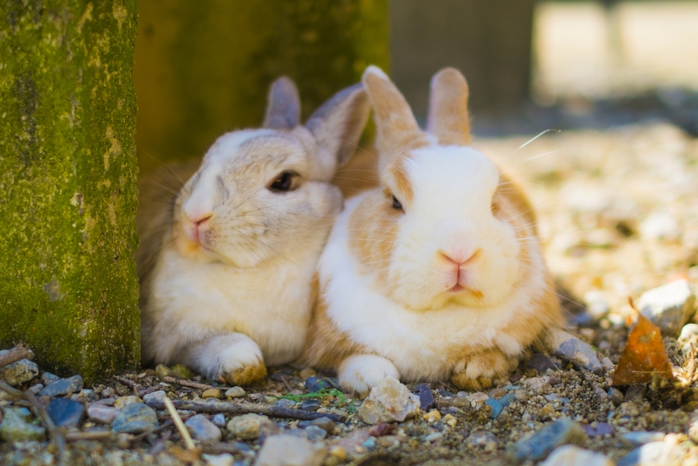近3年首例兔熱病本土個案！　老婦發燒無力、頻尿確診　2類人是高風險群