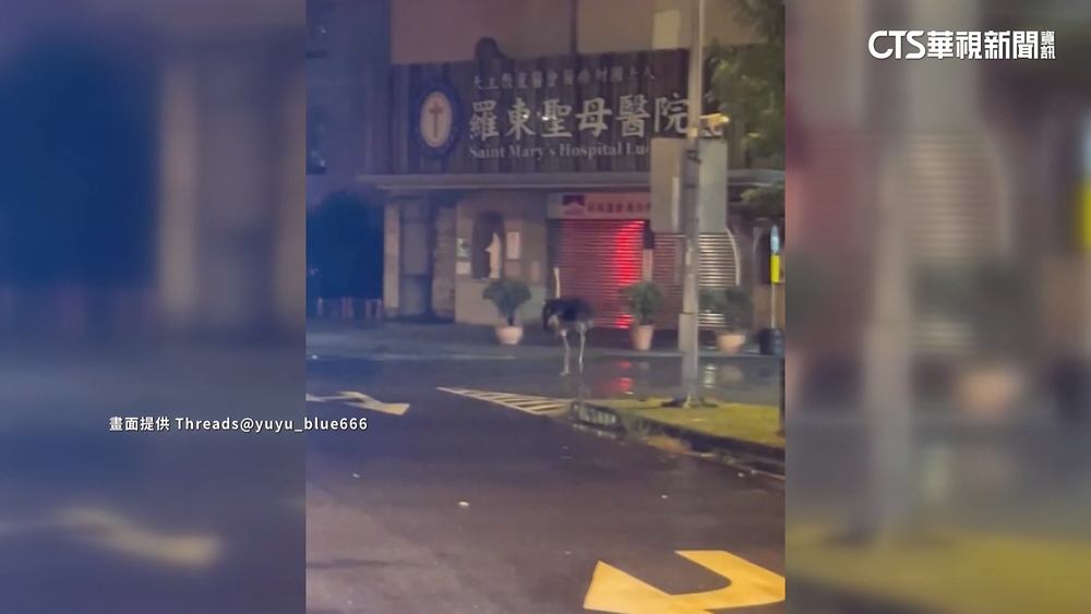 羅東街上驚見鴕鳥狂奔　飼主：疑被雷聲嚇到出走
