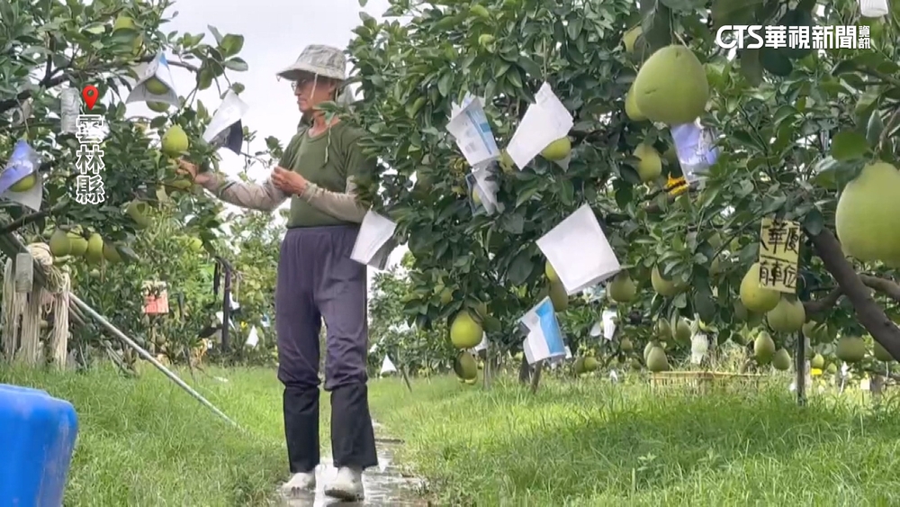 楊柳襲台！　雲林斗六文旦將採收　農民忙加固