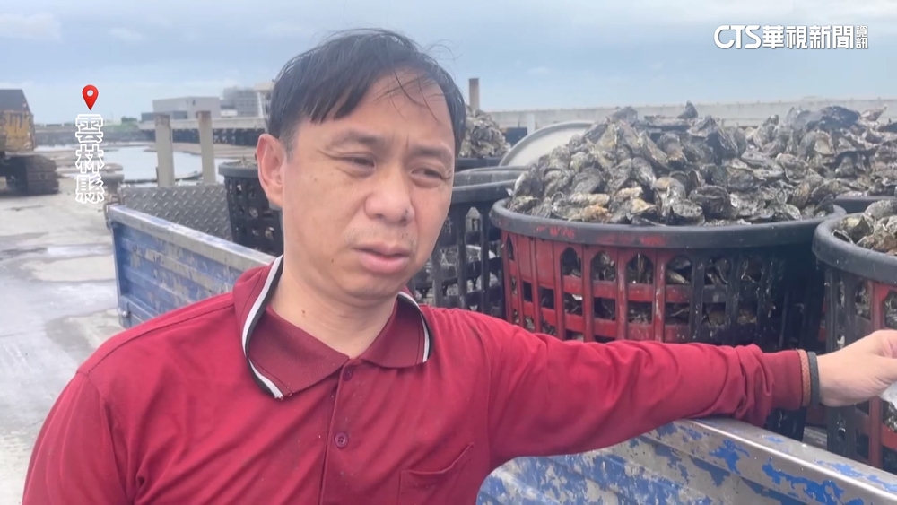 雲林蚵農拚收成提前搶收！　防「風浪驚嚇牡蠣縮小」