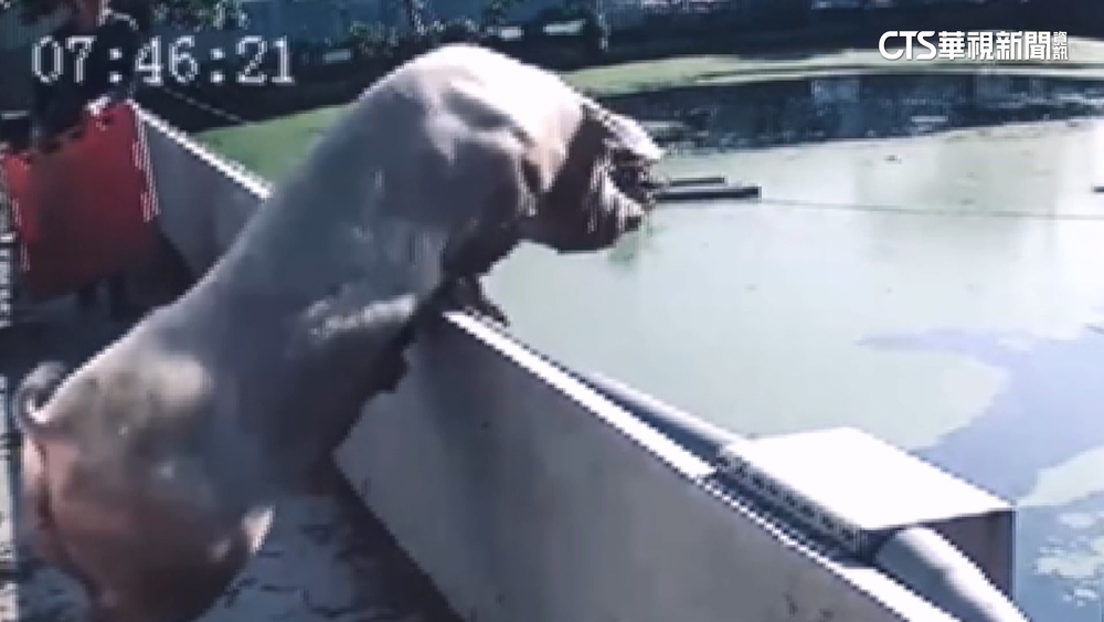 「豬急」跳牆！換豬舍受驚　220公斤母豬翻牆全都錄