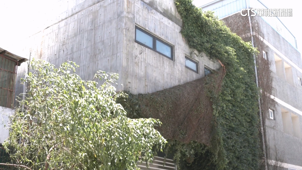 像脫一層皮！民宿整片薜荔遭吹落　「免費自取」獲迴響