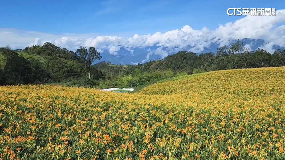 地勢較高.具抗風能力！　玉里金針花挺過楊柳颱風