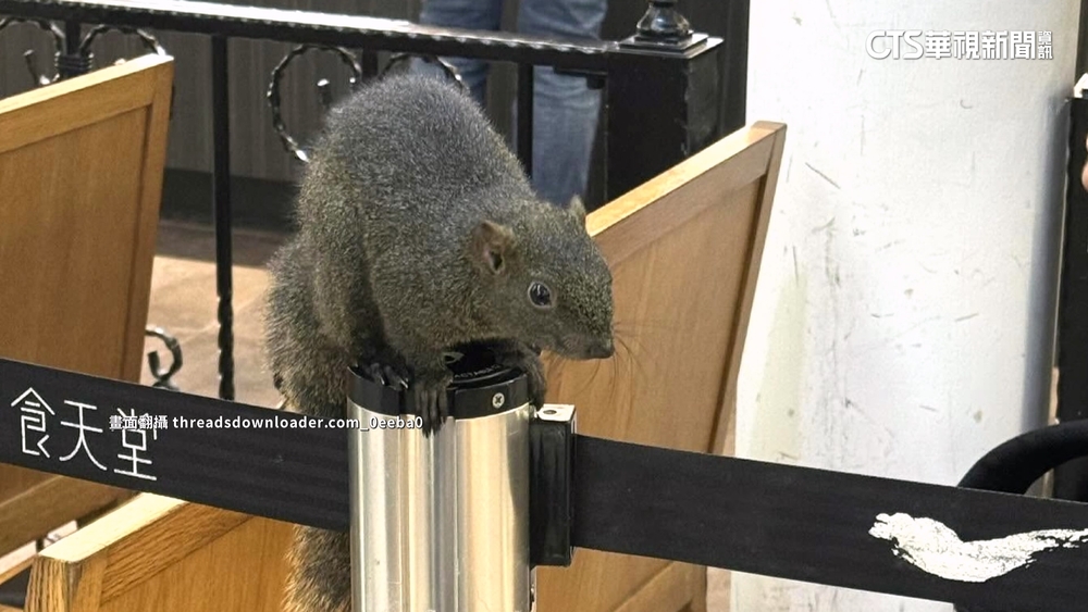 台中buffet「松鼠也來候位」？　粗心飼主未繫繩恐挨罰
