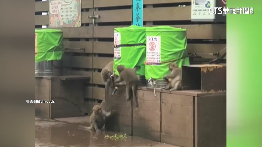 5獼猴霸占「奉茶站」戲水互潑　民眾驚訝：學新技巧？