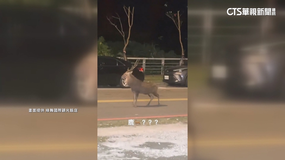 梅花鹿購物中心旁逛大街　農場業者：是寵物溜搭