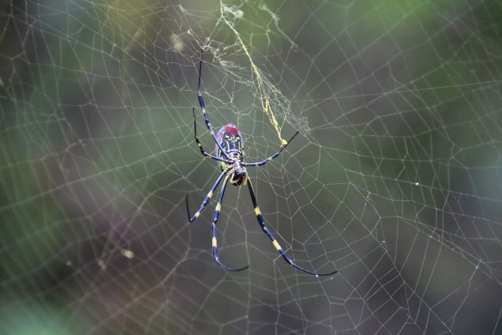 下雨時「蜘蛛1舉動」驚呆眾人！　　粉專曝理由：超級聰明