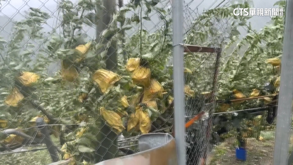 梨山昨突降冰雹！　正值甘露梨採收期　果農憂農損