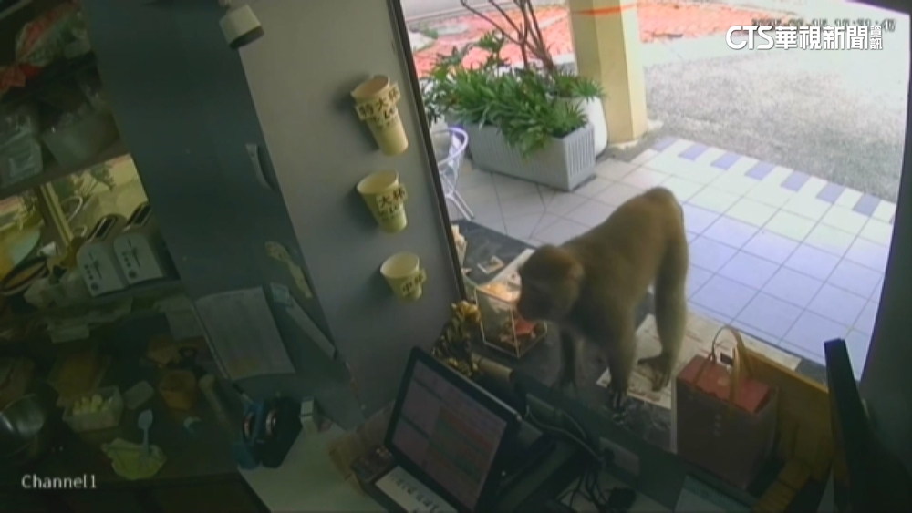 獼猴又來搶食！　囂張闖早餐店叼走吐司　店家無奈