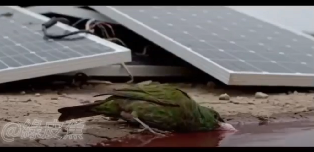 網傳「鳥喝光電板紅水暴斃」是AI假影片！　環境部：已報請檢警追查