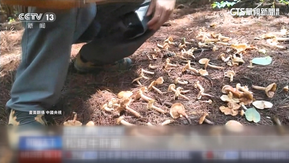 中國雲南「採蘑菇」亂象　大批遊客湧入破壞生態