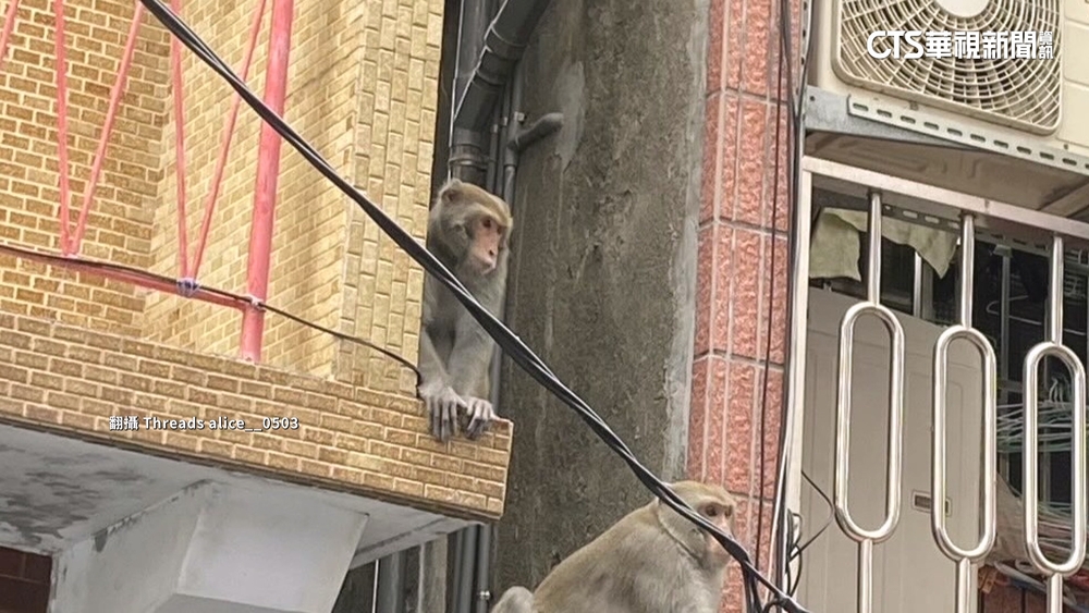 左營獼猴現蹤疑覓食？　農業局設誘捕籠.已抓獲26隻