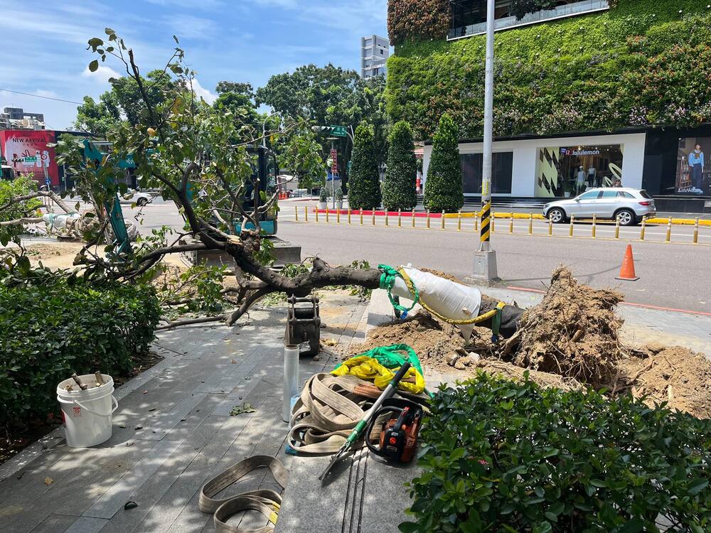 台中市民廣場路樹遭移除！為了爵士音樂節？　市府駁：改善行人動線
