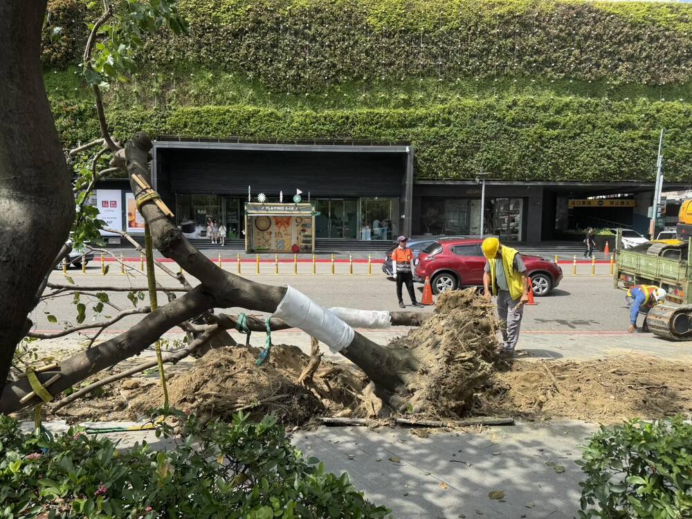 中市府稱「移除路樹與爵士音樂節無關」　議員甩證據打臉：還要繼續騙？