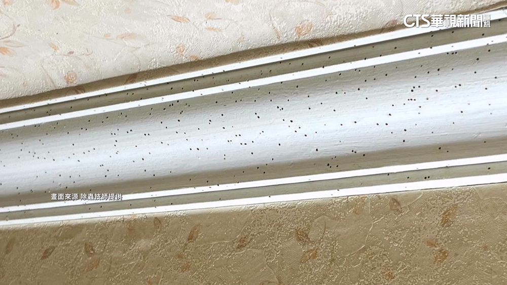 中古屋天花板悚見上千蛀蟲孔　原屋主判賠除蟲費