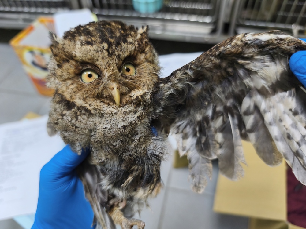 客廳傳出詭異低鳴！　開燈驚見「迷途稀客」佇立供桌　　一家全嚇傻