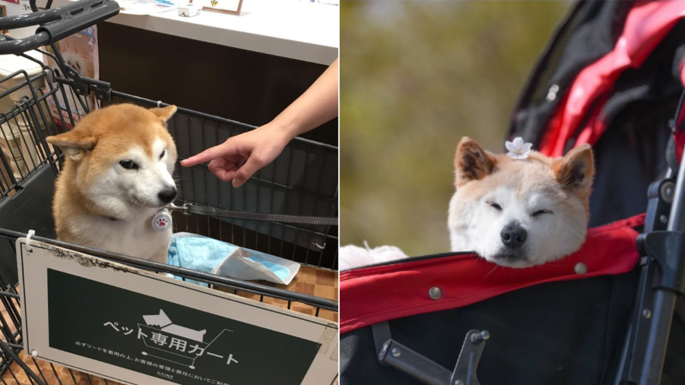 「不可以色色」迷因柴犬過世　台網友不捨：願在彩虹橋上能無限色色